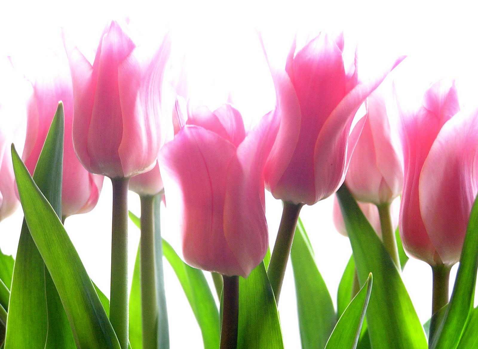 Tulip Stock Photos and Images